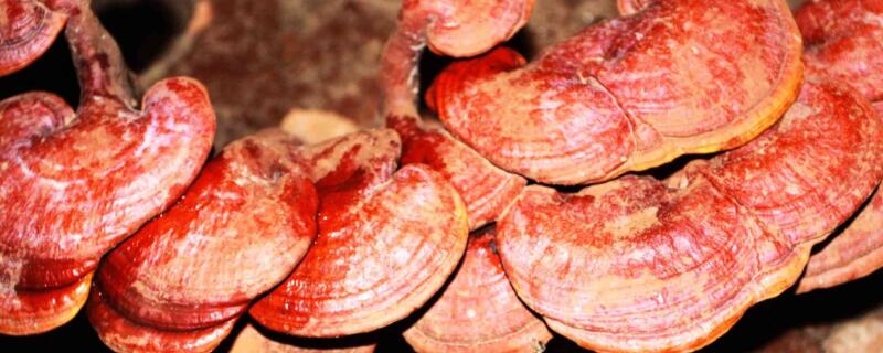 龙眼树蜂窝灵芝作用 龙眼树蜂窝灵芝图片与功效