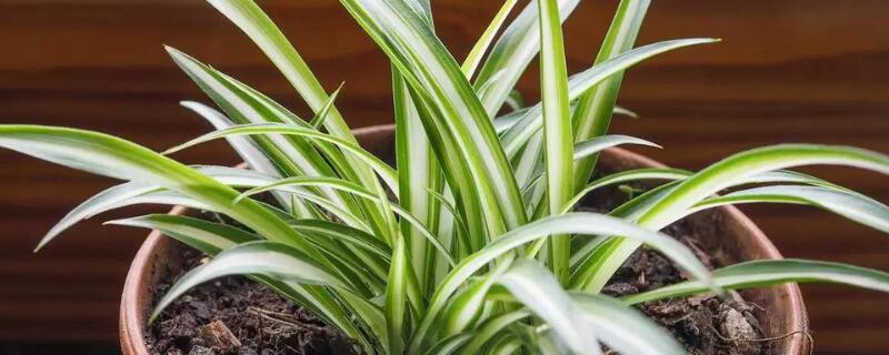 吊兰有毒吗 吊兰有毒吗狗能吃吗