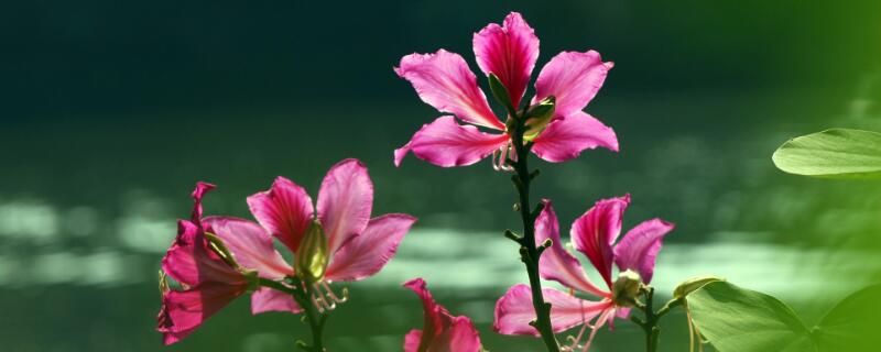 紫荆花什么时候开（紫藤花树什么时候开花）