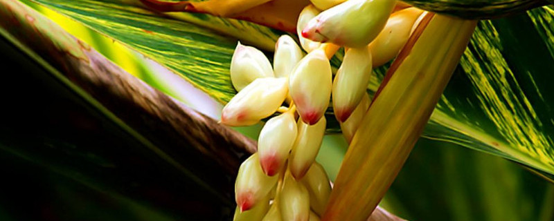 姜花块茎怎么种 姜花根茎种植怎么种