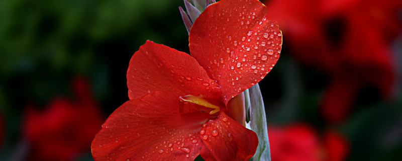 美人蕉的种植与管理 美人蕉的种植与管理视频