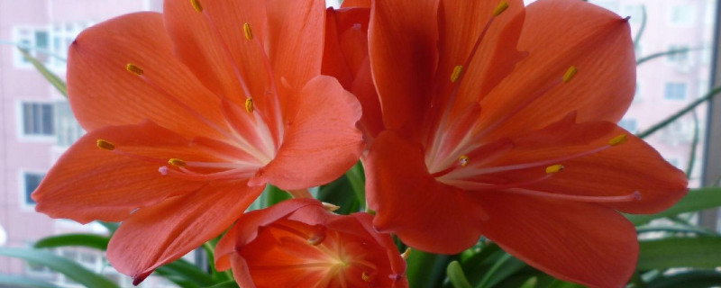 紫根兰换盆怎样浇水 新栽的紫根兰应该怎样浇水