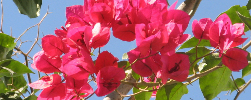 三角梅花谢后管理 三角梅落花后怎么管理