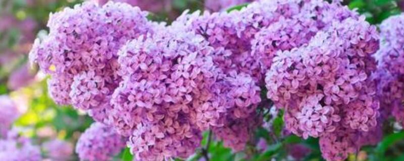 紫丁香修剪的方法 灌木丁香花的修剪方法