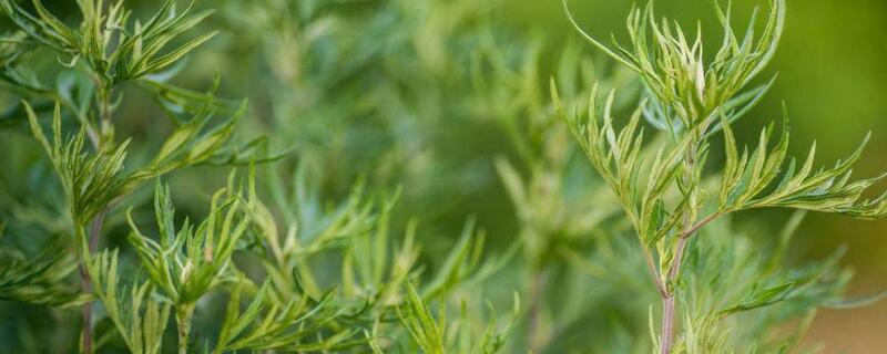 艾草和野艾蒿一样吗（艾草和野艾蒿一样吗）