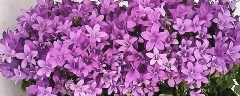 丹麦风铃花的修剪（丹麦风铃花的修剪时间）