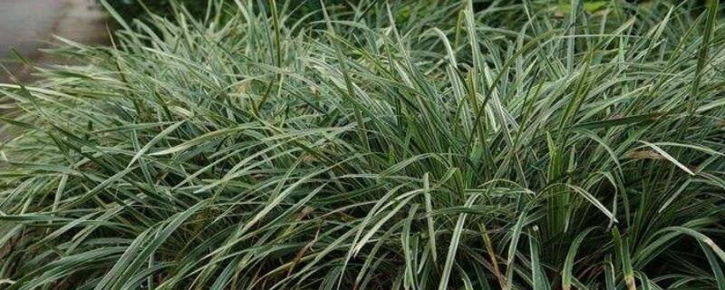 沿阶草和兰草的区别 沿阶草属