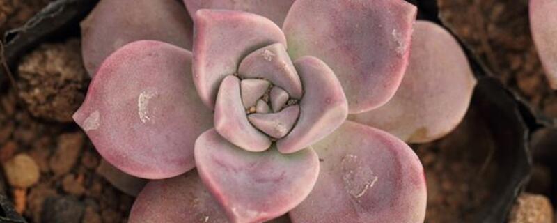 紫乐和胧月有什么区别 胧月和紫乐哪个好看