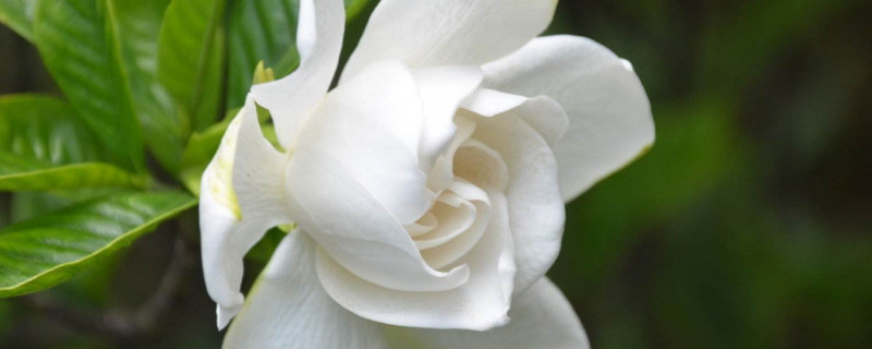 栀子花如何延长花期（栀子花花期短吗）