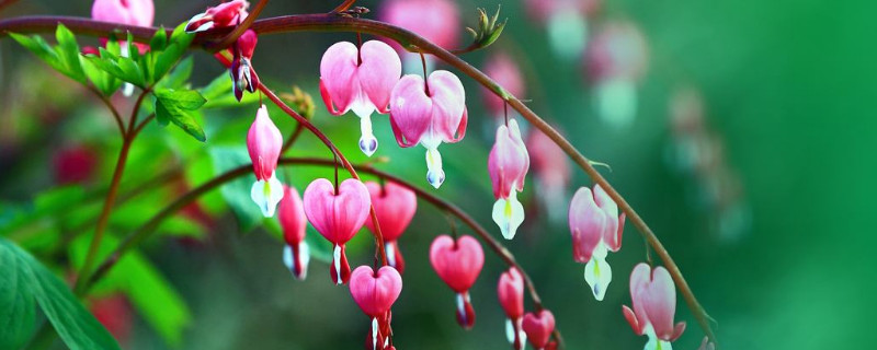 荷包牡丹花期（荷包牡丹）
