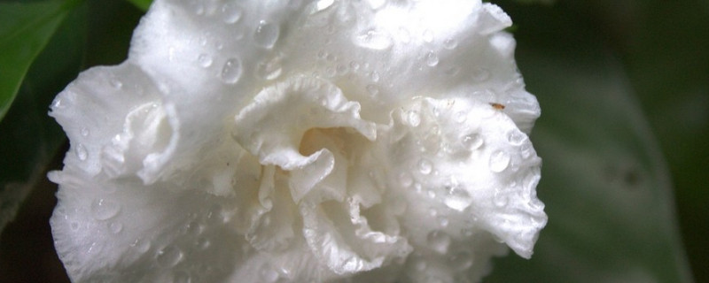 非洲茉莉的汁液有毒吗 非洲茉莉分泌物有毒吗