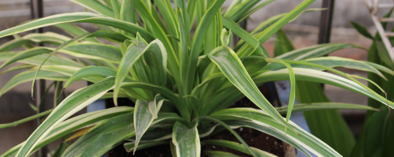 百万心吊兰可放卧室吗 百万心吊兰怎么繁殖