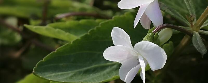 白花地丁能吃吗 白花地丁泡水喝的功效