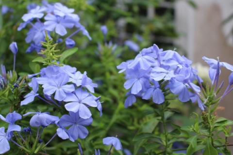 蓝雪花需要搭架子吗