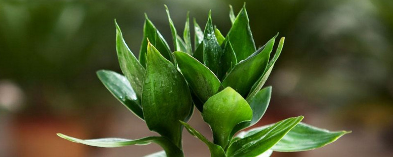 富贵竹黄叶怎么办（刚买的富贵竹黄叶怎么办）