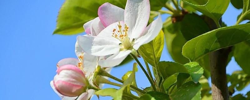 冬红海棠怎么修剪 冬红果海棠什么时候剪枝