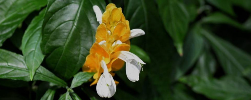 虾衣花有毒吗（红虾花有毒吗）