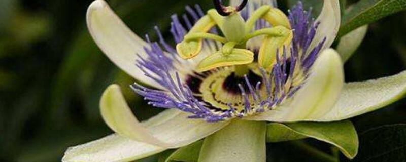 西番莲可以盆栽么（盆栽西番莲的种植方法）