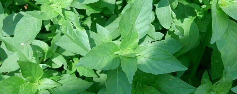 荆芥和薄荷的区别 荆芥和薄荷的区别图片