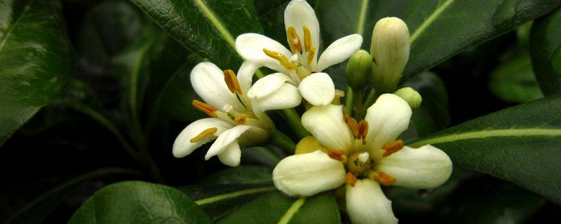 海桐花的作用 海桐花有什么作用