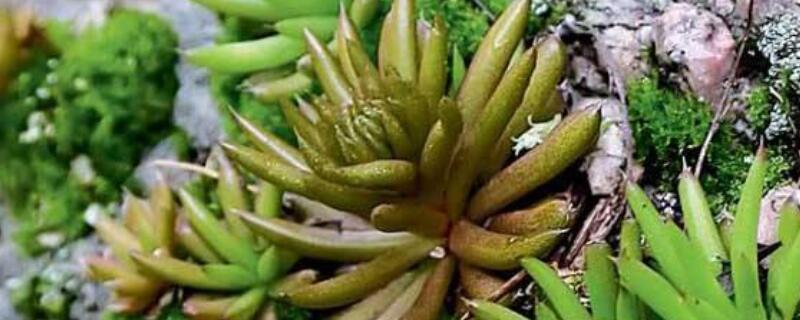 瓦松和多肉的区别 瓦松是多肉植物里的一类吗