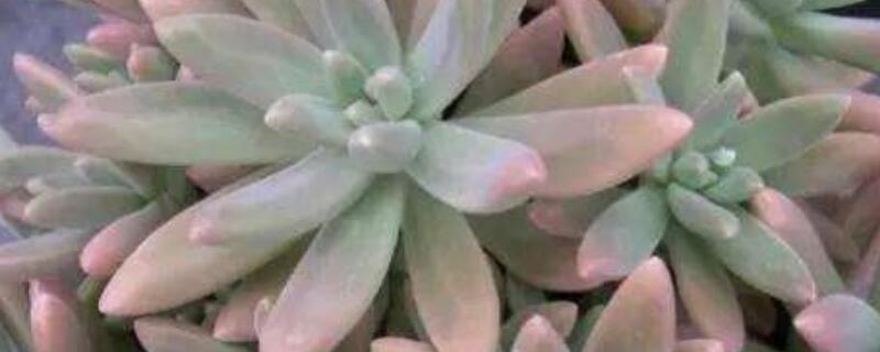 秋丽和铭月的区别 铭月 秋丽