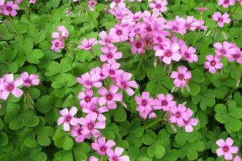 酢浆草为什么不发芽