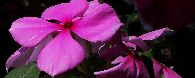 四季梅花一年开几次花 四季梅花一年开几次花啊