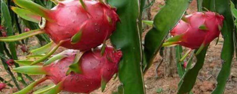 火龙果是什么植物的果实（火龙果是什么植物的果实类型）