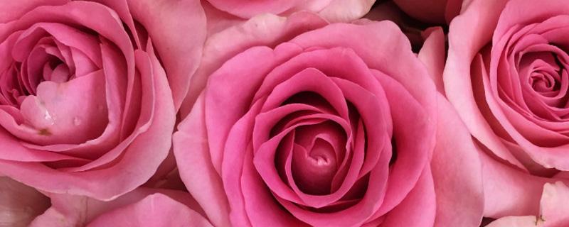 第一次表白送什么花好（第一次向女生表白送什么礼物好）