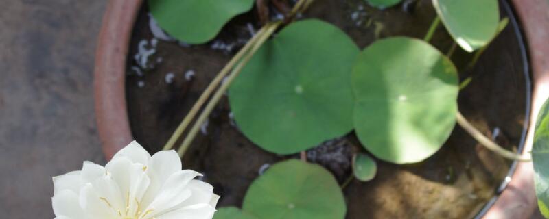 碗莲浮叶和立叶区别 碗莲浮叶和立叶区别