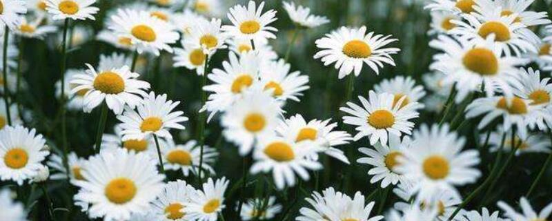 邹菊和雏菊的区别 雏菊