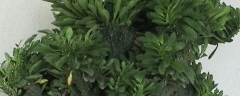 玉麒麟怎么浇水 玉麒麟怎么浇水,多久一次