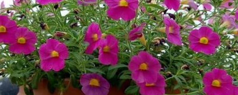 夏季矮牵牛的修剪 秋天矮牵牛需要修剪吗