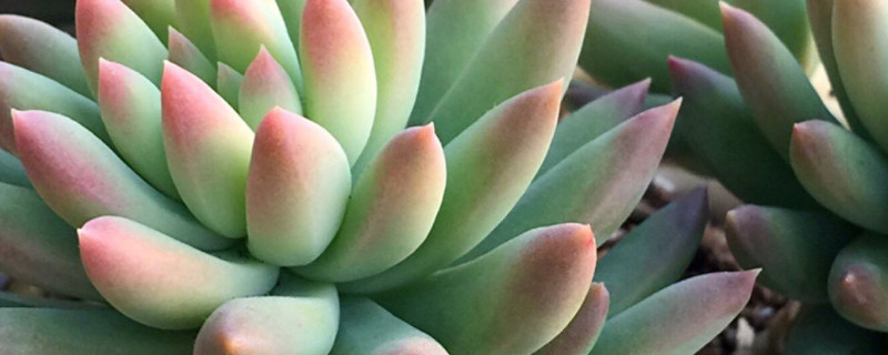 玉缀多肉怎么繁殖（玉缀多肉怎么繁殖叶插）