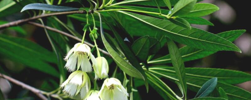 水石榕和杜英的区别 水石榕和尖叶杜英