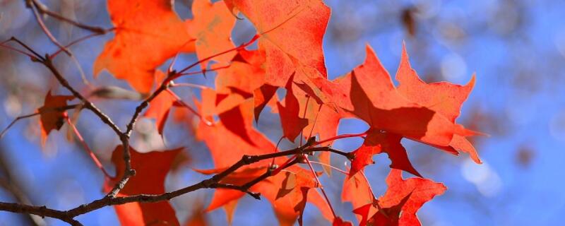 五角枫园林用途（三角枫园林用途）