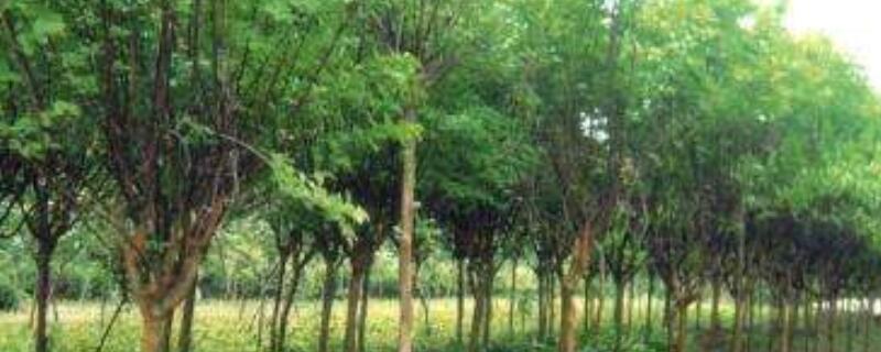 南栾和北栾的区别 南栾和北栾最快的辨别方法