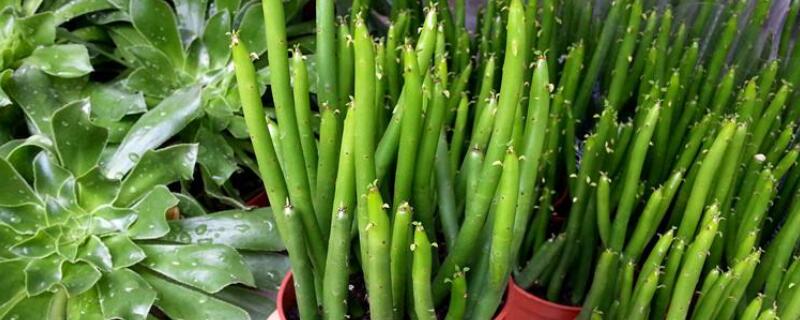 膨珊瑚怎么扦插（膨珊瑚扦插繁殖视频）