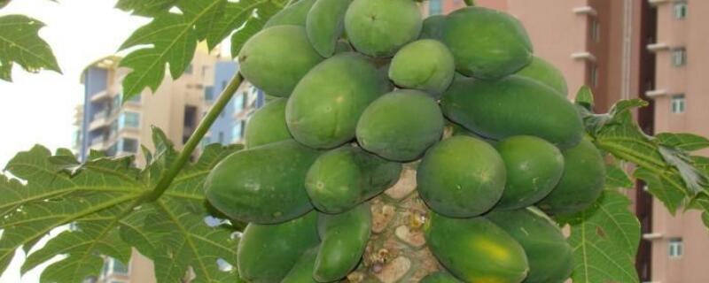 木瓜树怎样做盆景（木瓜树可以做盆景吗）