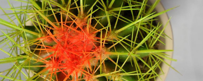 仙人球花谢了怎么处理 仙人球的花谢了怎么办