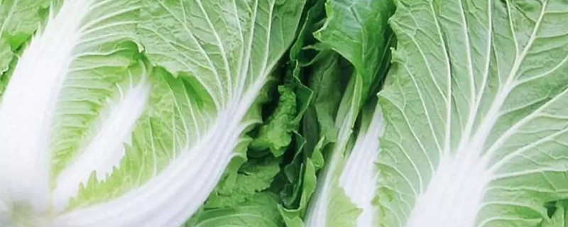 什么蔬菜冬天冻不死 冬天冻不死的蔬菜有哪些