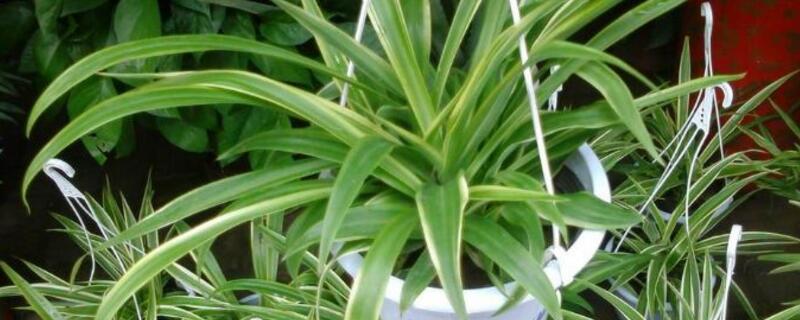 什么花喜阴不喜阳（什么花喜阴不喜阳冬天不怕冷）