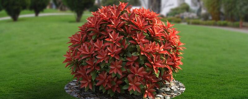 红叶石楠树的寓意（红叶石楠的象征意义）