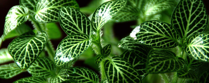 网纹草叶片变软（网纹草叶片变软怎么办）