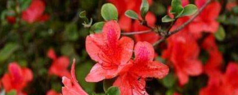 野生映山红怎么修剪 野生映山红怎么修剪造型