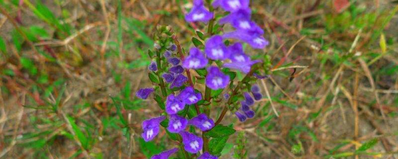 半枝莲有毒吗 中药半枝莲有毒吗