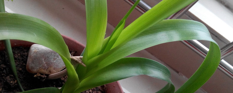 酒瓶兰侧芽繁殖方法 酒瓶兰侧芽繁殖方法视频