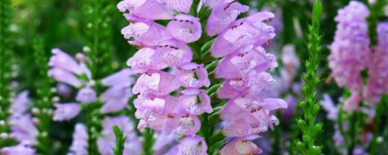 龙头花与假龙头花区别 假龙头花别名