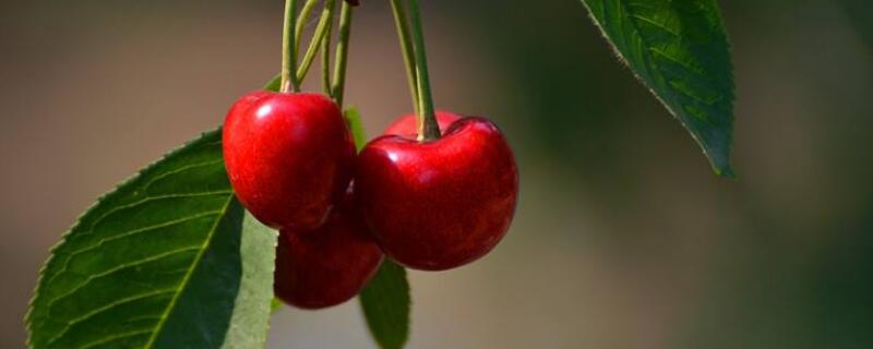 樱桃在南方可以种植吗（南方能种樱桃）